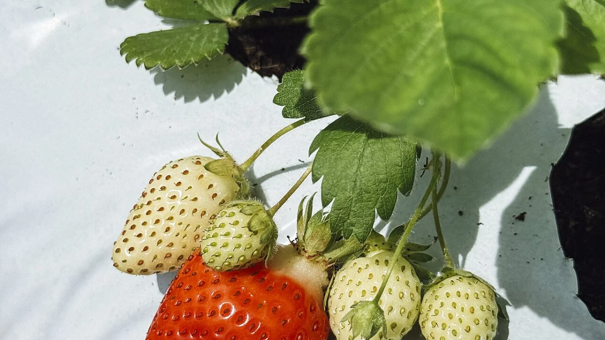Erdbeeren Balkon Pflanzen Zeitpunkt Tipps: Anleitung, Tipps und häufige Fehler