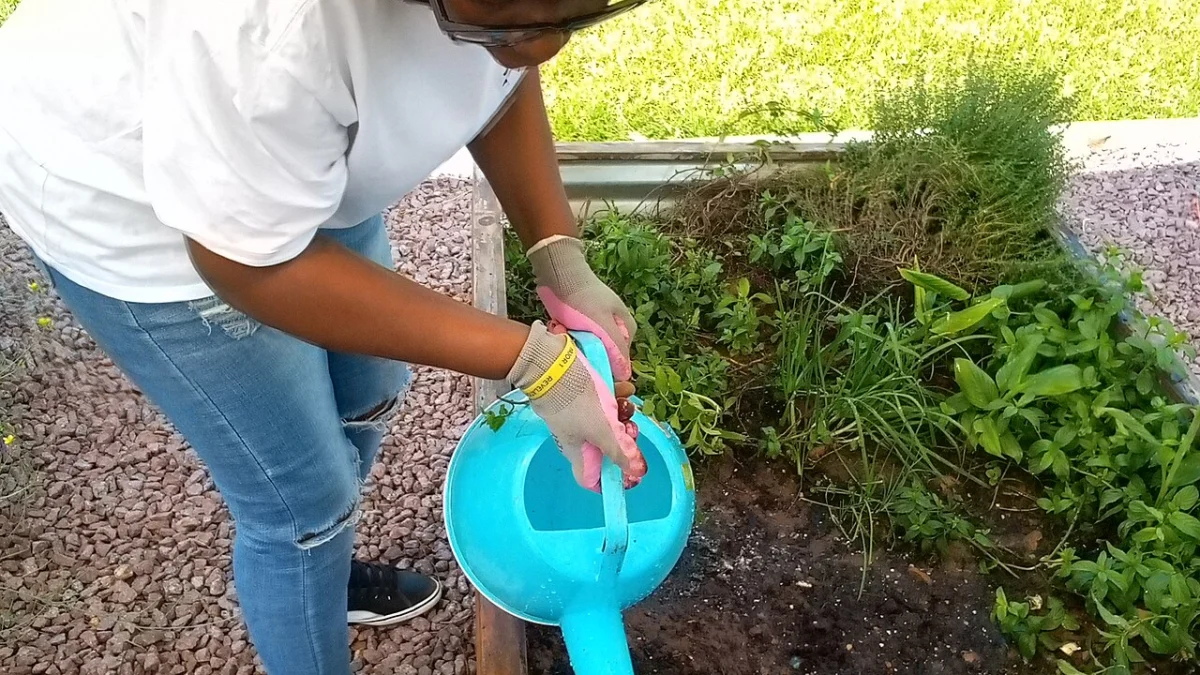 Garten Bewässerung Automatisch Günstig: Anleitung, Tipps und häufige Fehler