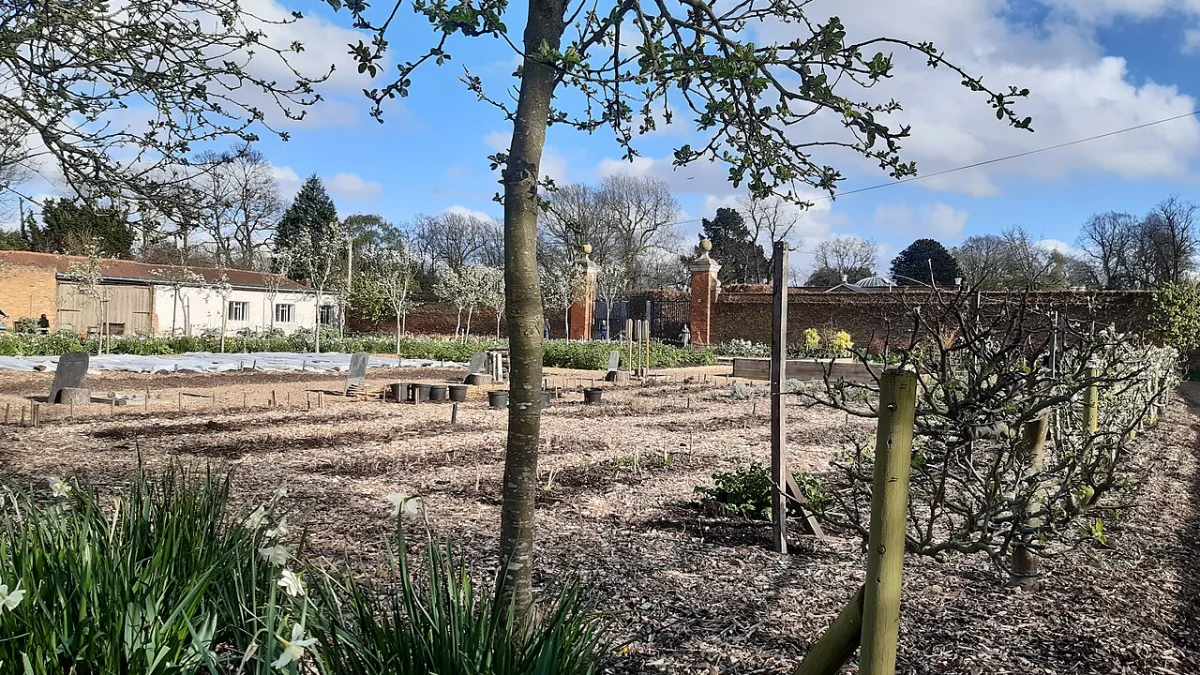 Gemüsegarten Anlegen Anfänger Plan: Anleitung, Tipps und häufige Fehler