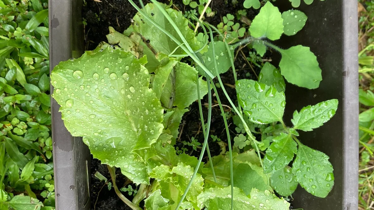 Salat Anbauen Balkon Ganzjährig: Anleitung, Tipps und häufige Fehler