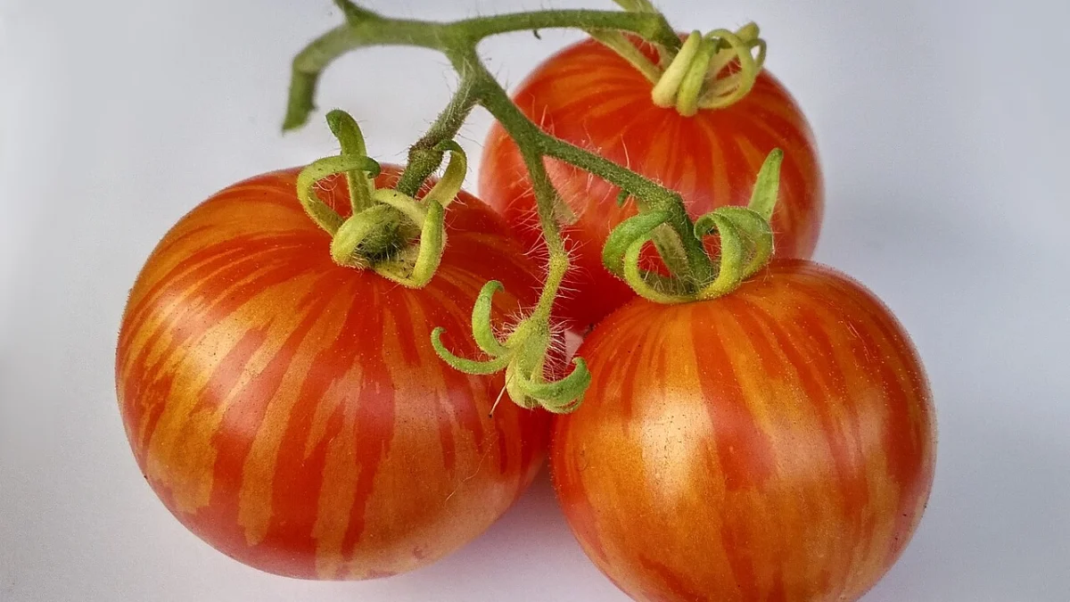 Tomaten Balkon Anbauen Anfänger Anleitung: Schritt-für-Schritt erklärt